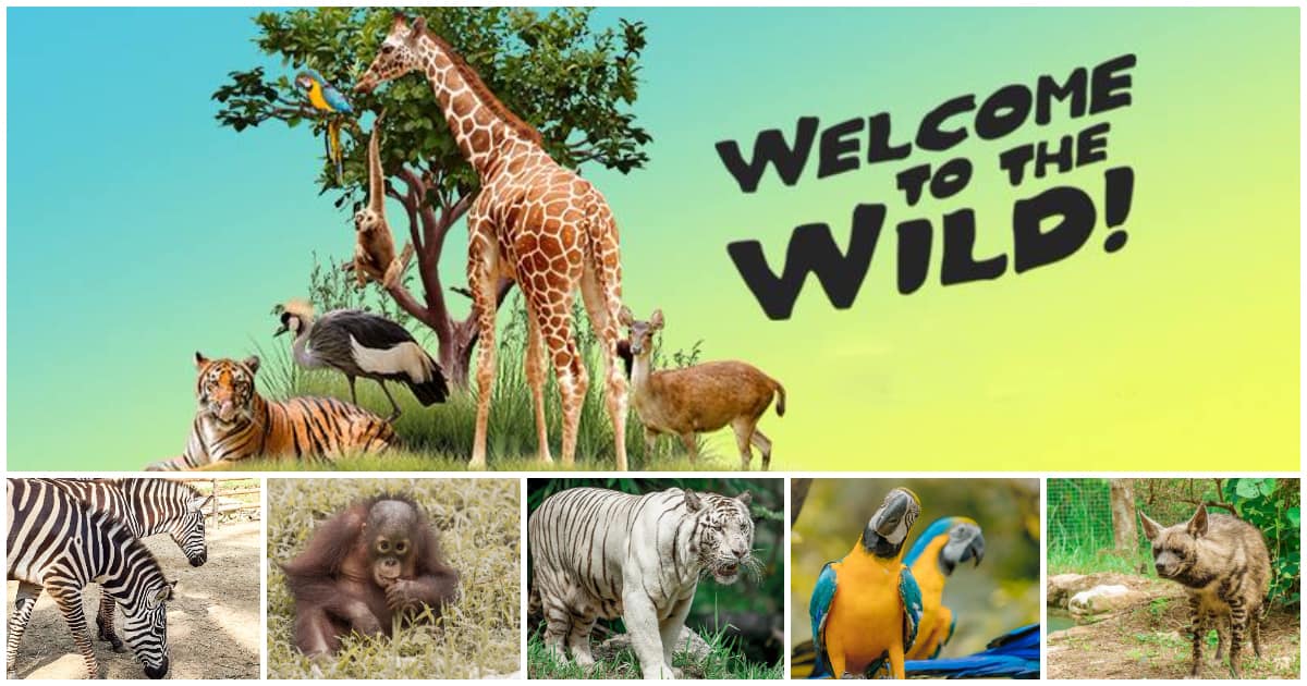 cebusafariadventurepark-carmencebu2018