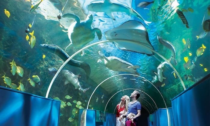 cebu-ocean-park-oceanarium1