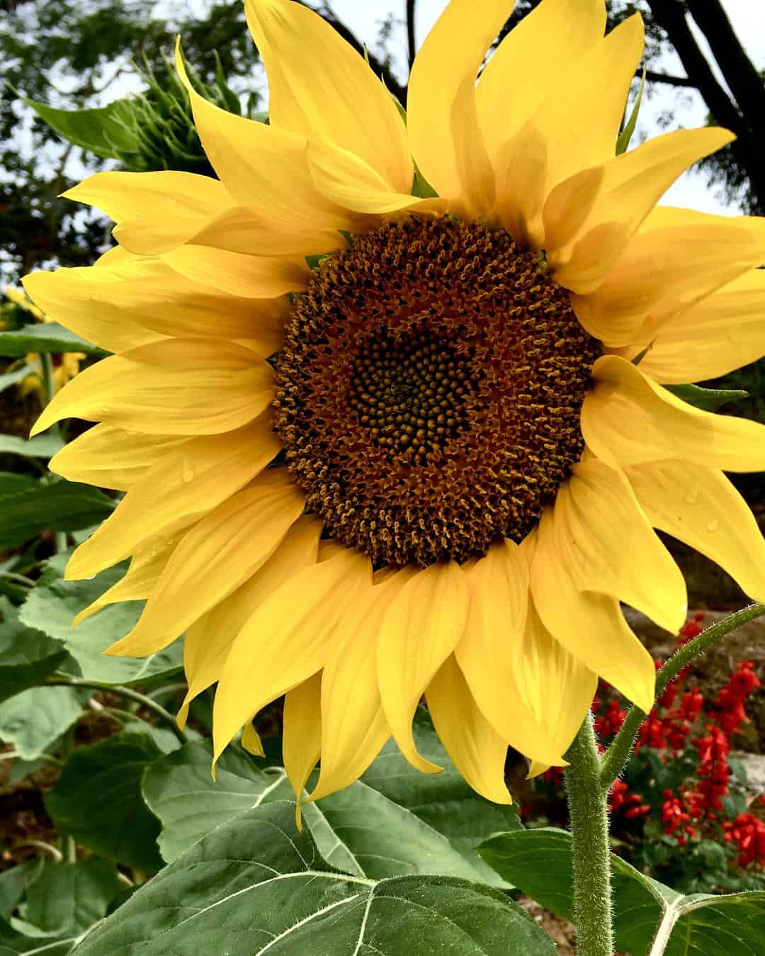 Katilong Sunflower Farm Cantipla Cebu City (3)
