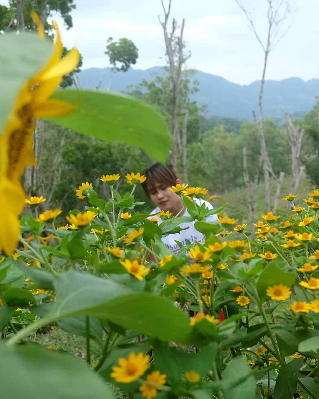 Katilong Sunflower Farm Cantipla Cebu City (7)