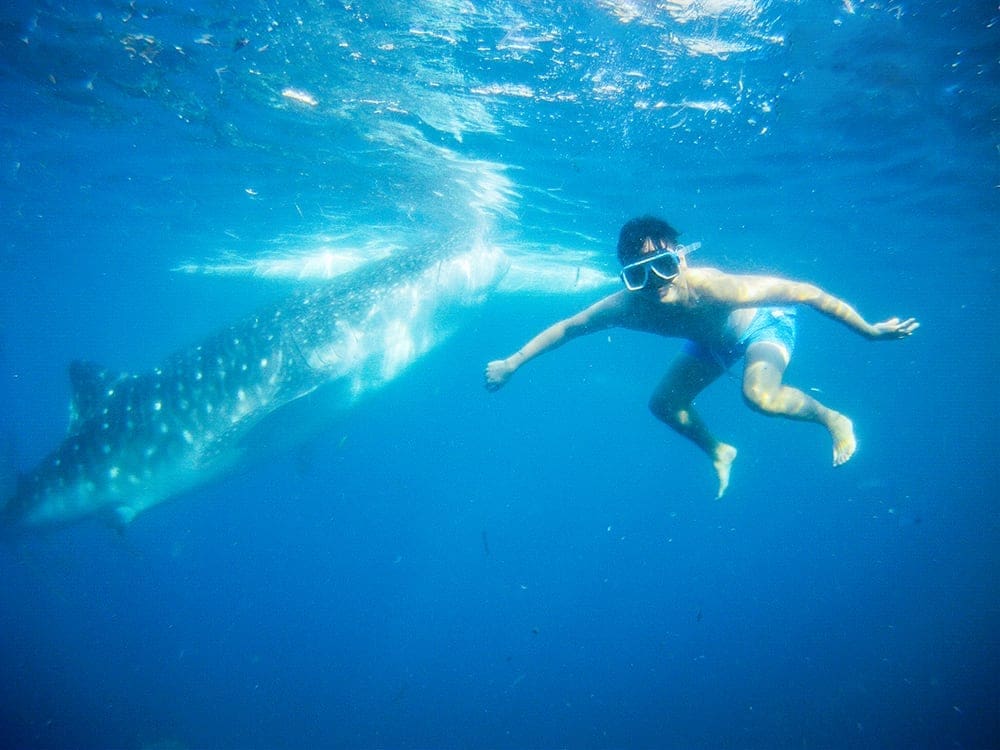 whale shark butanding oslob cebu