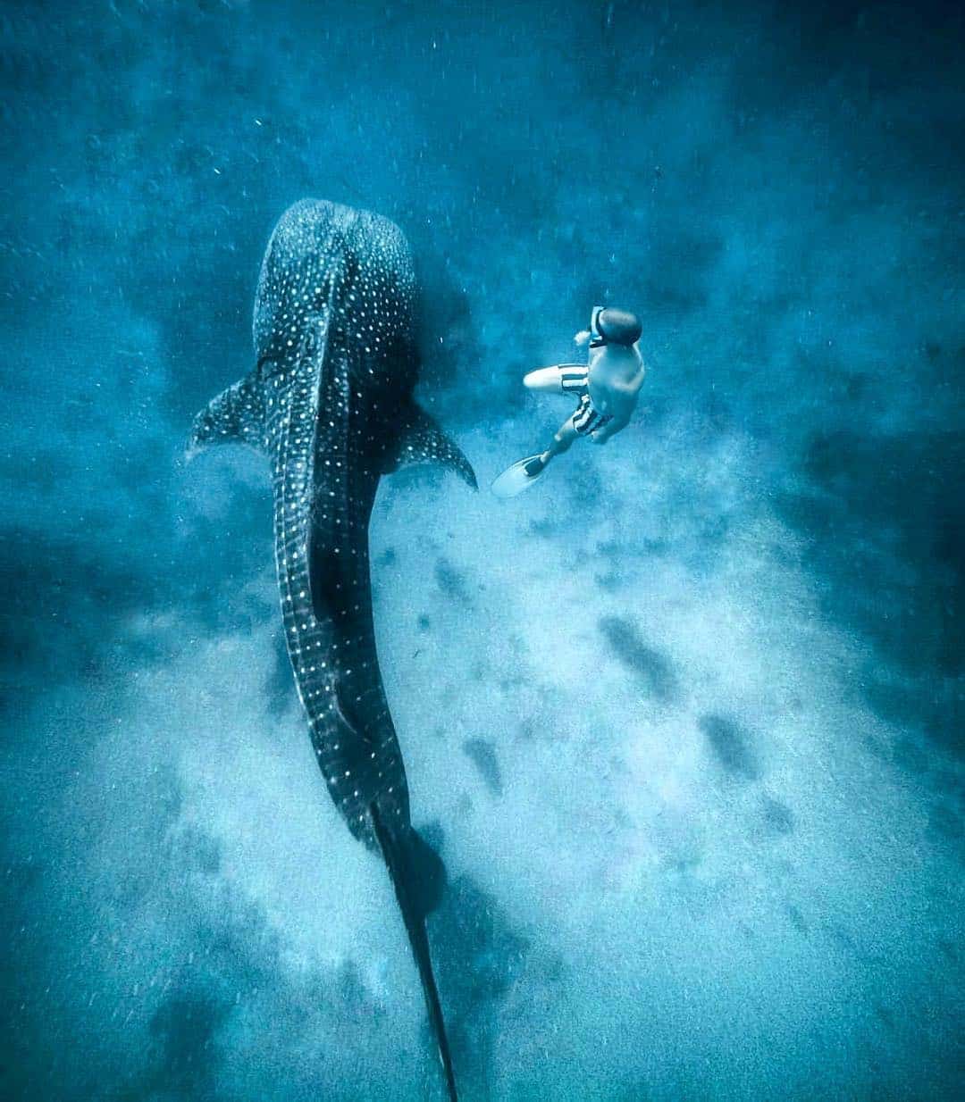 whale shark butanding oslob cebu