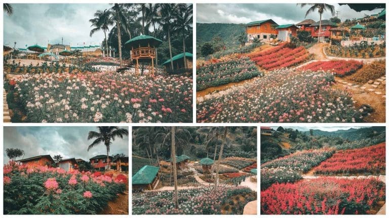 MSDEA Ornamental Garden: Heavenly flower farm in Cebu City