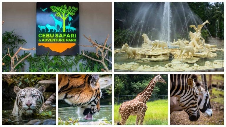Day Tour Guide: Experience the Wild at Cebu Safari