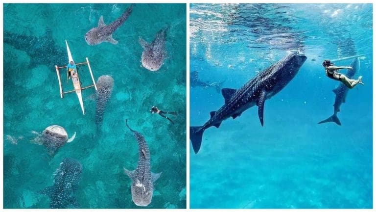 Travel Guide: Whale Shark Watching in Oslob