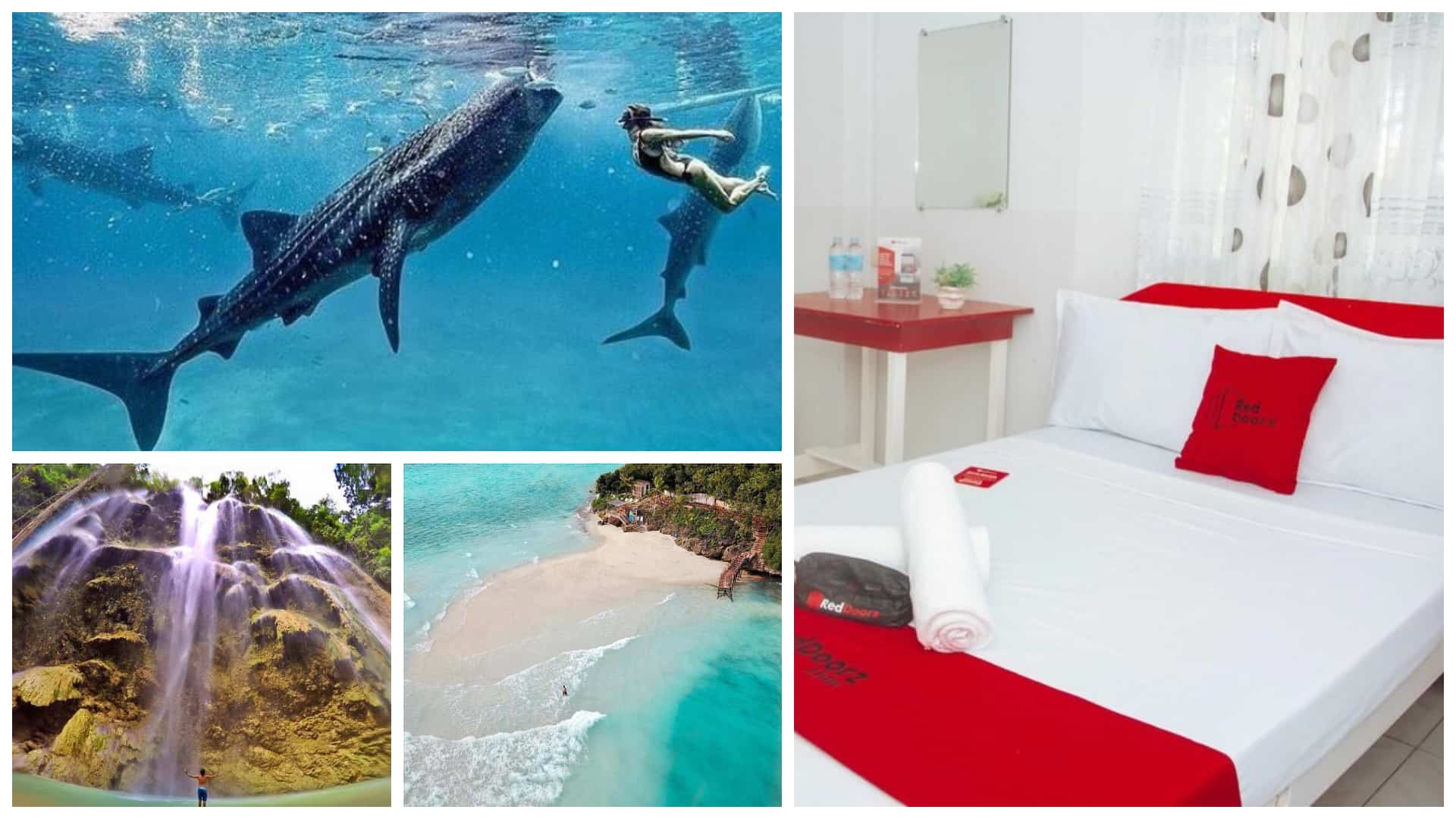 1oslobwhaleshark-roomstay