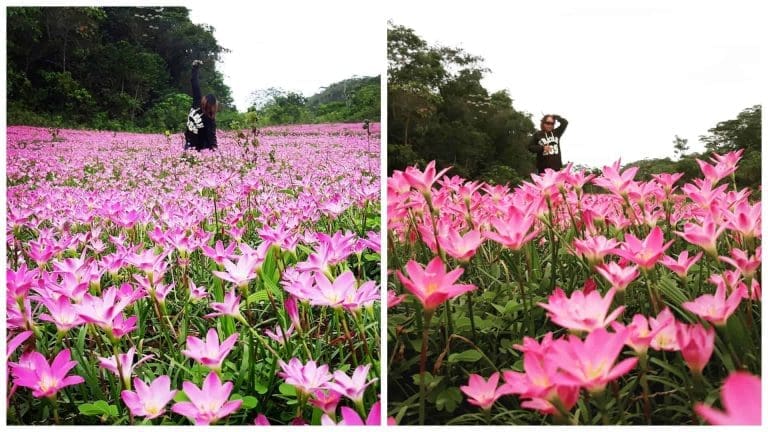 Oslob’s Pink Aseret Flowers: Miracle Flower Fields of the South