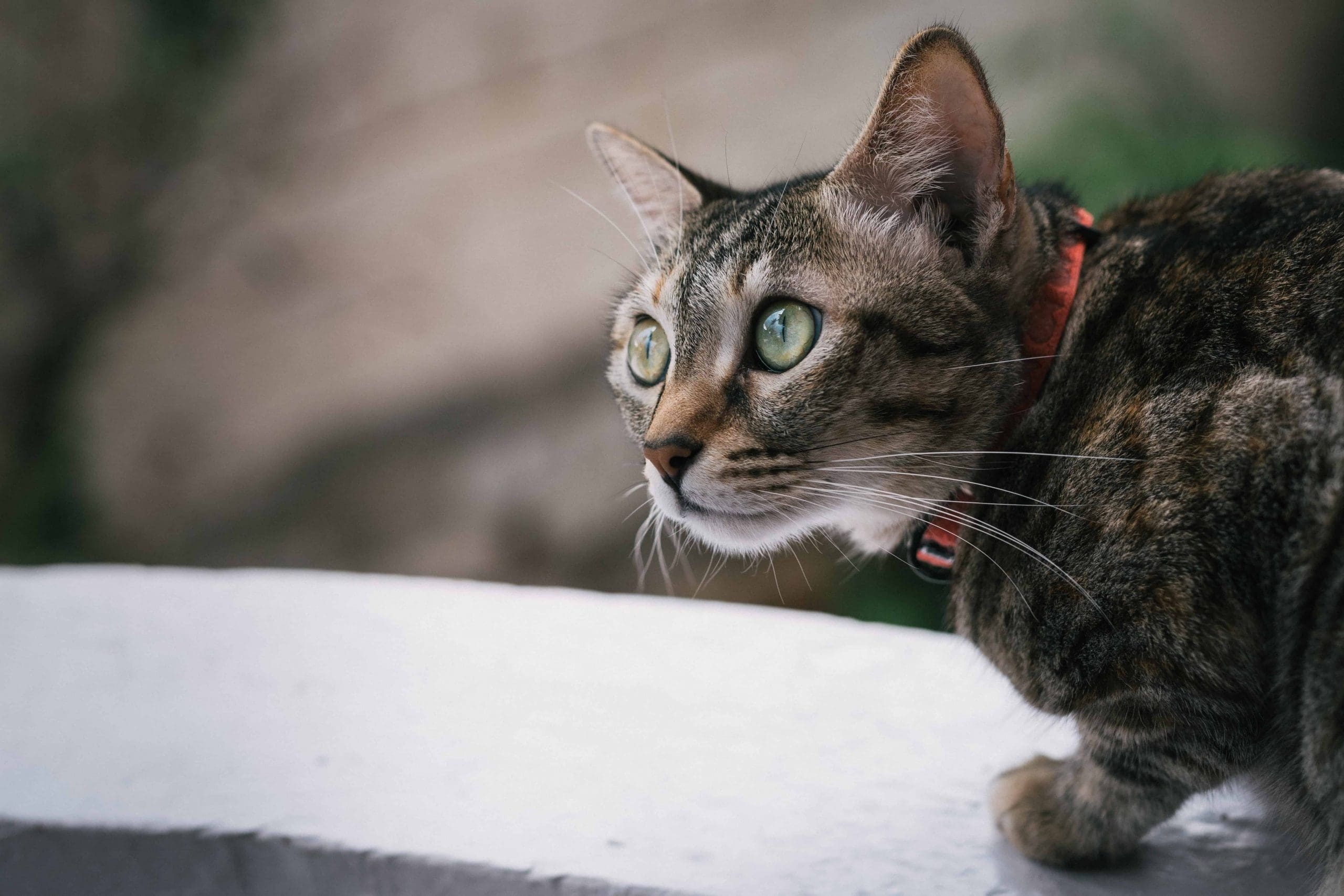 house cat postive for coronavirus