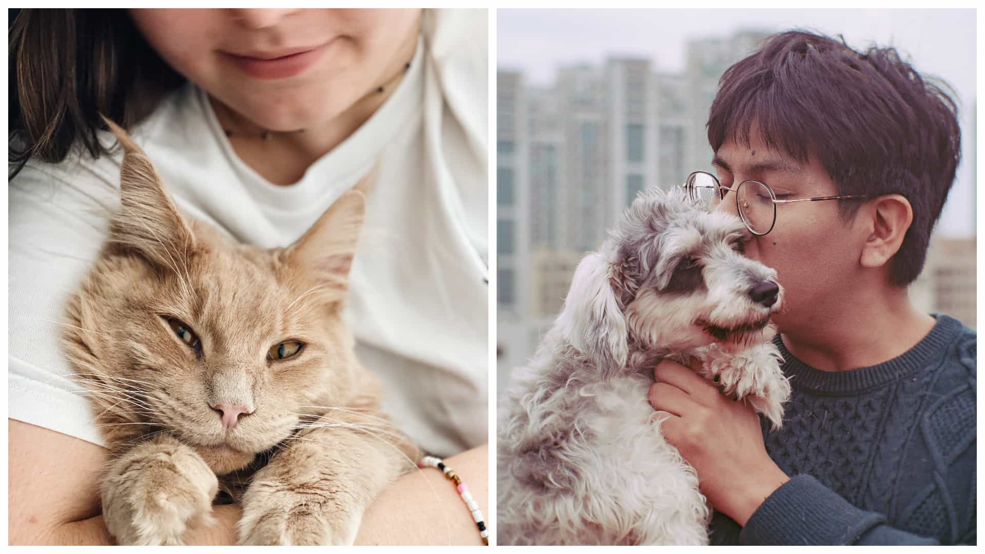 veterinary free online consultation