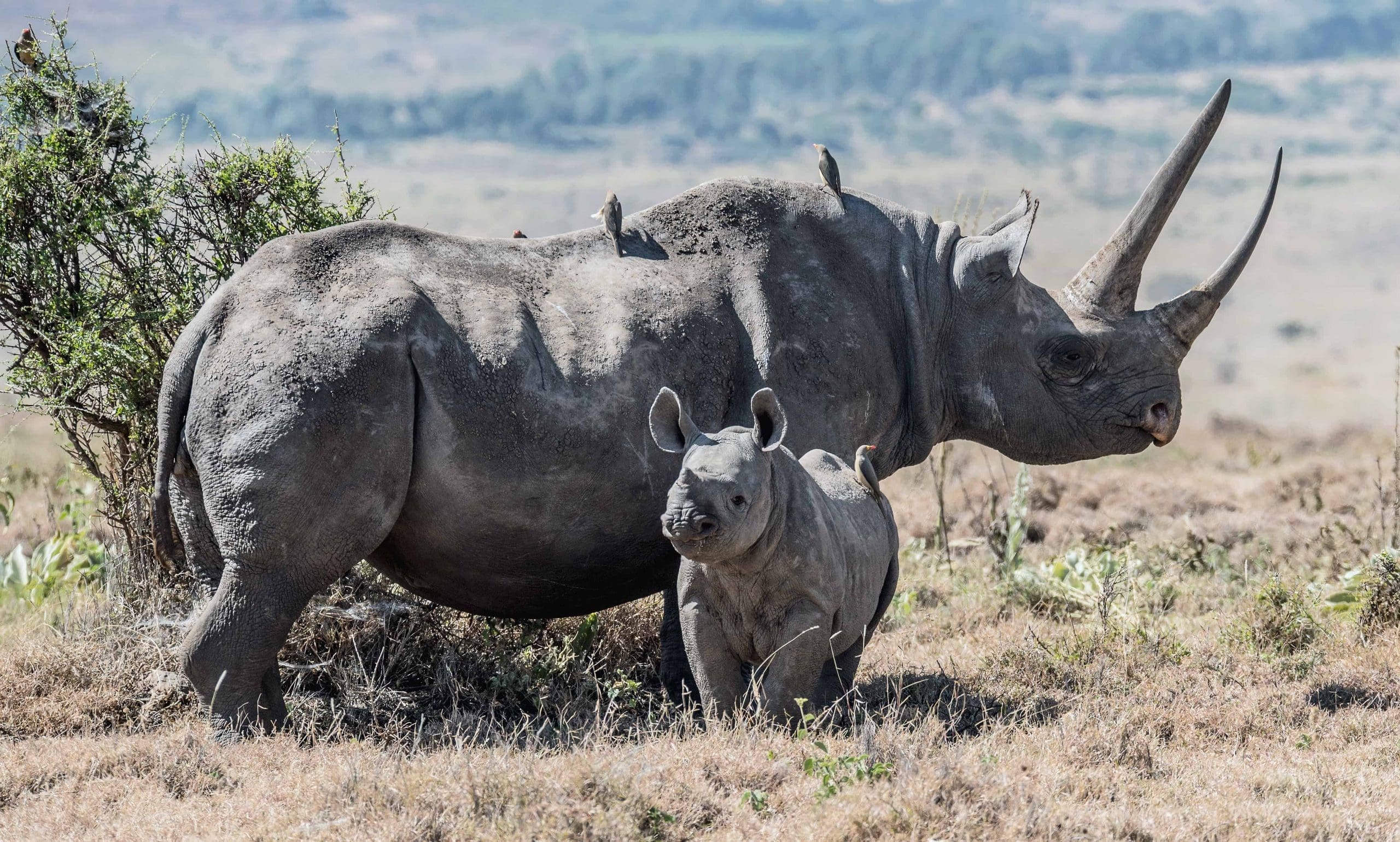 african black rhinos