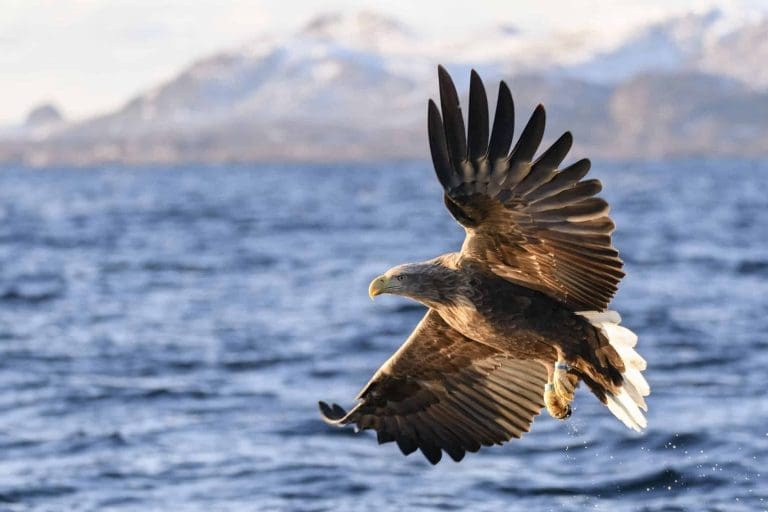 White-tailed eagles seen flying in England after 240 years