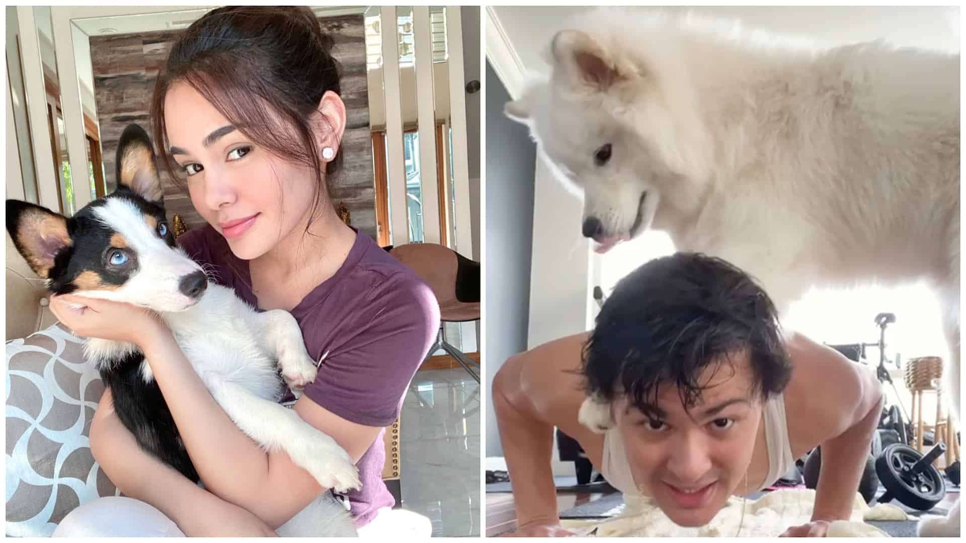 1 pets as heroes amid crisis