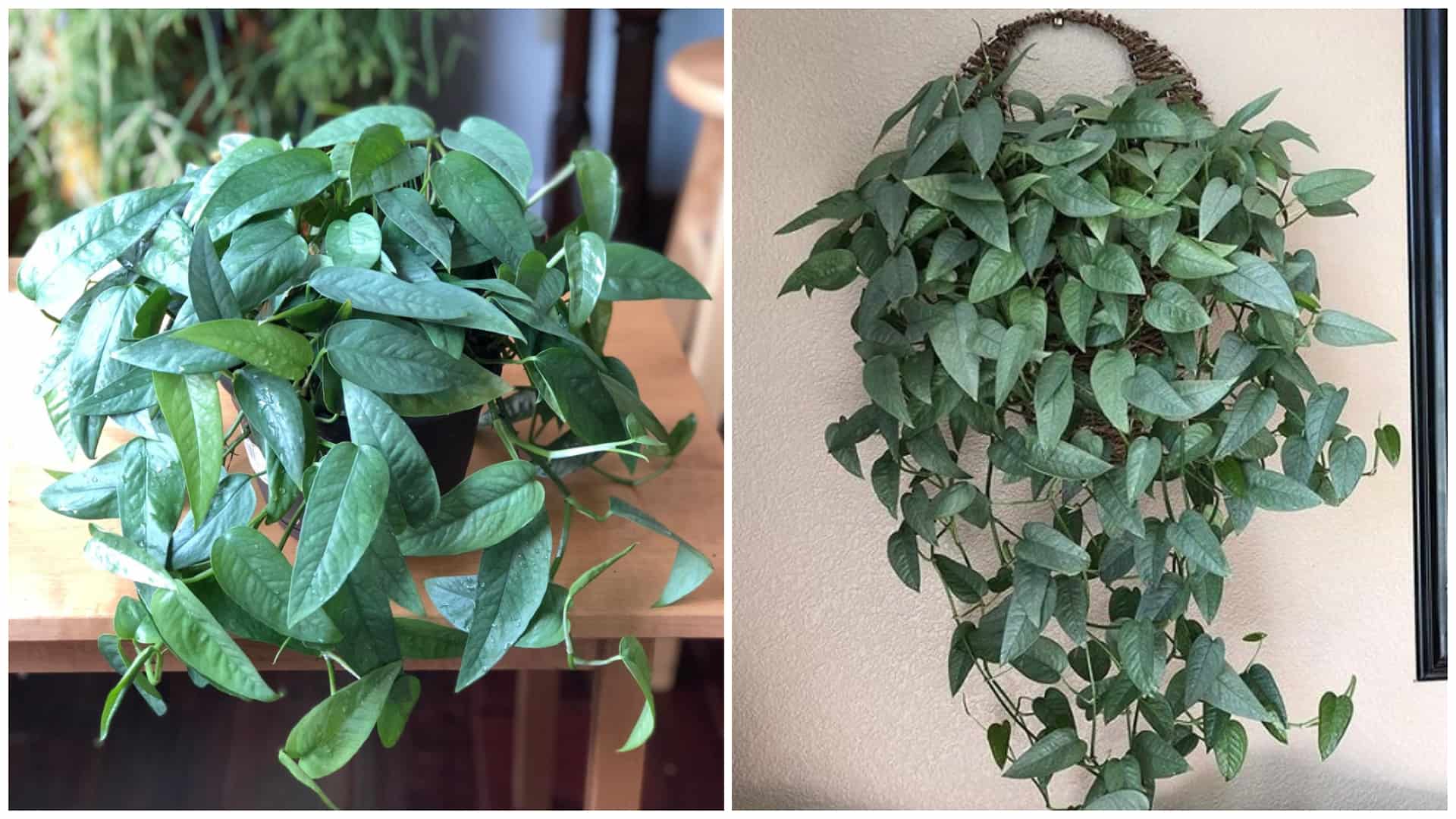 1 Philodendron Cebu Blue Plant