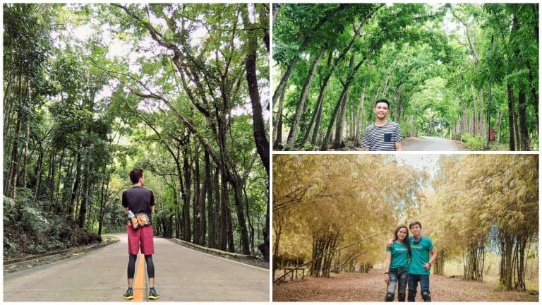 3 Man-made Forests in Cebu