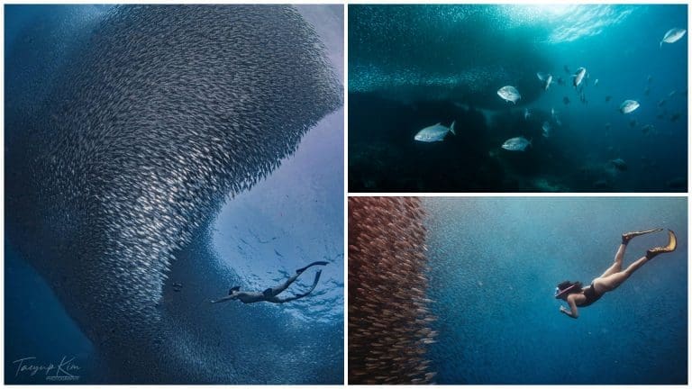 2023 Guide: Sardine Run in Moalboal