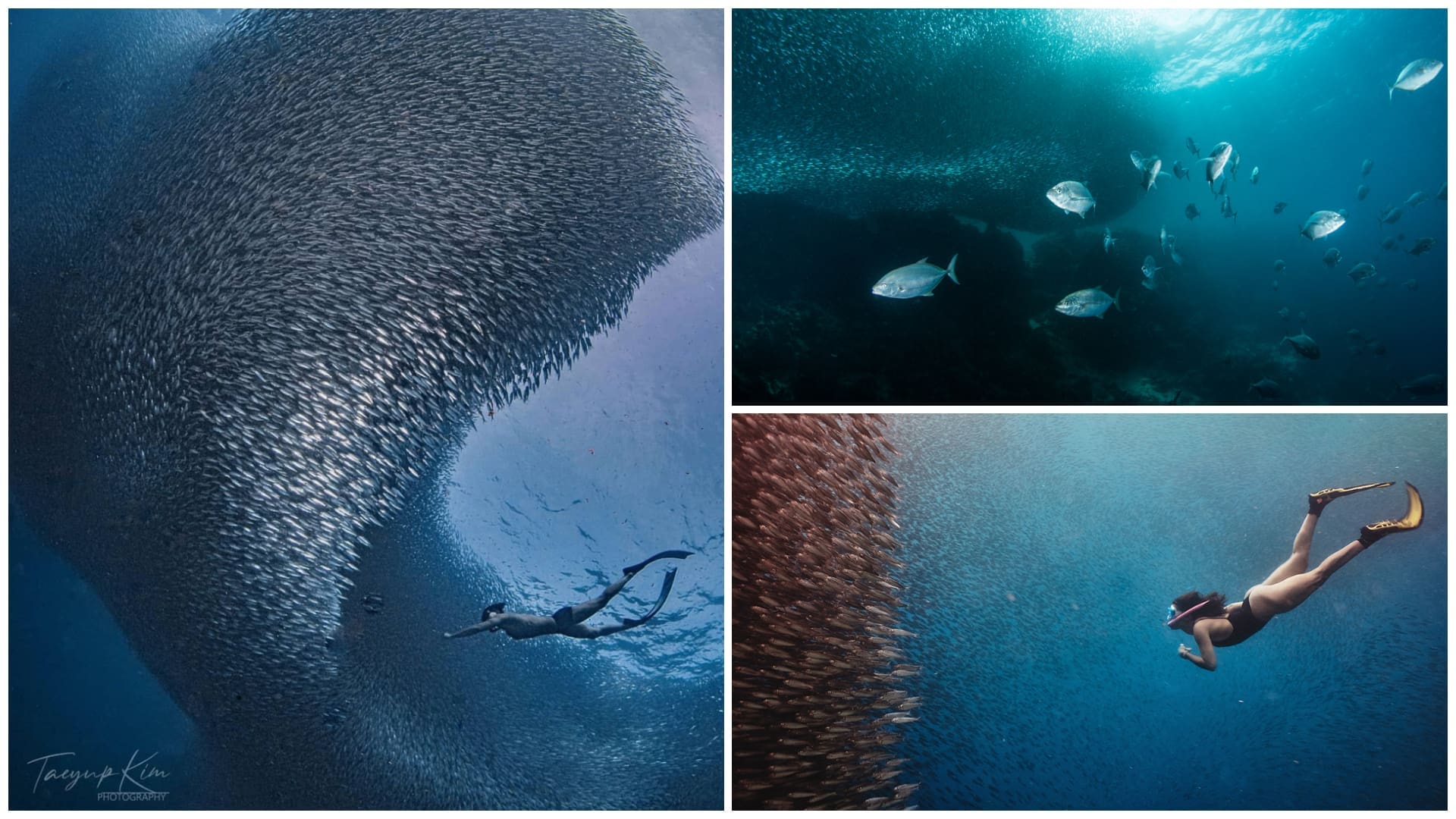 1 moalboal sardine run cebu guide