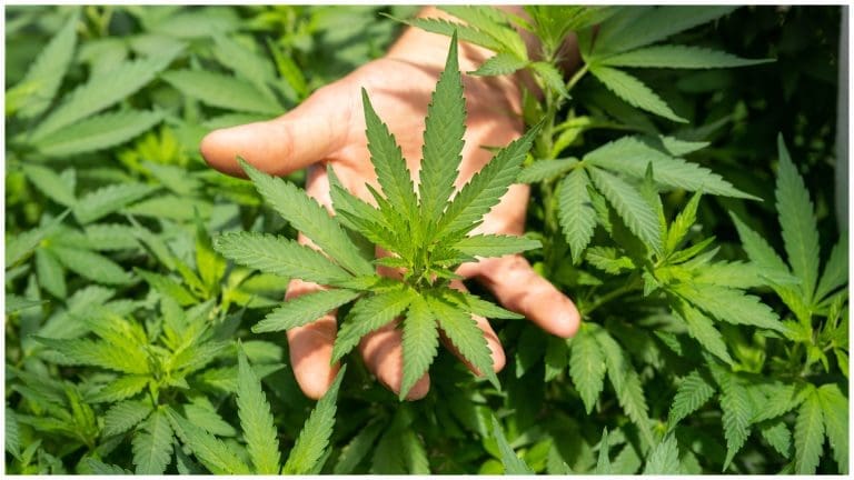 New Bill seeks to legalize marijuana for medical use in PH