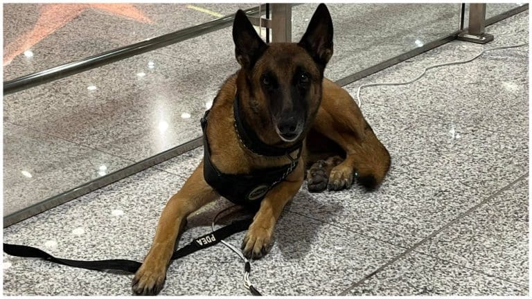 Bulik the Drug-sniffing Dog Saves the Day