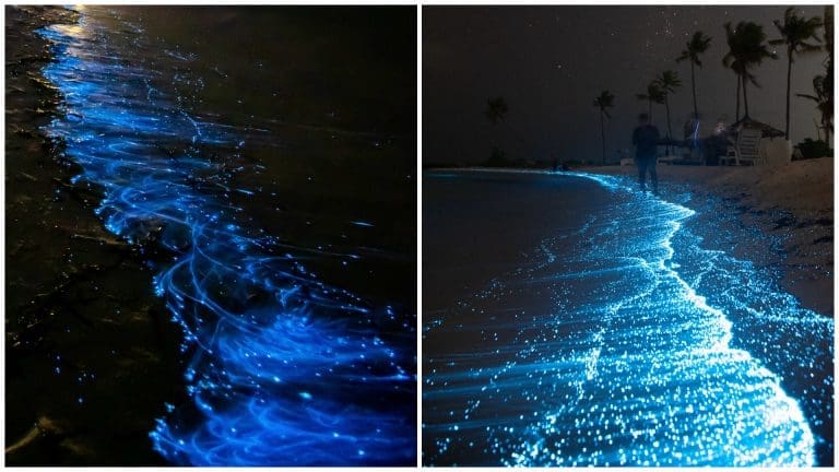 Beach with bioluminescent Planktons Discovered in Cebu