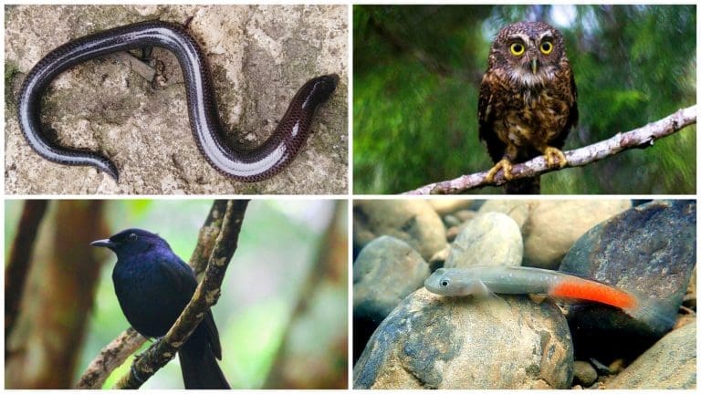 Wildlife You Can Only Find in Cebu