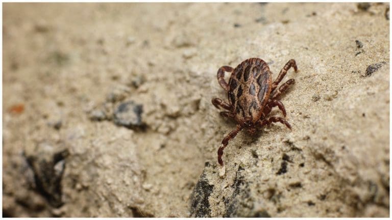 Tick Season is here! Here are different ways to prevent them