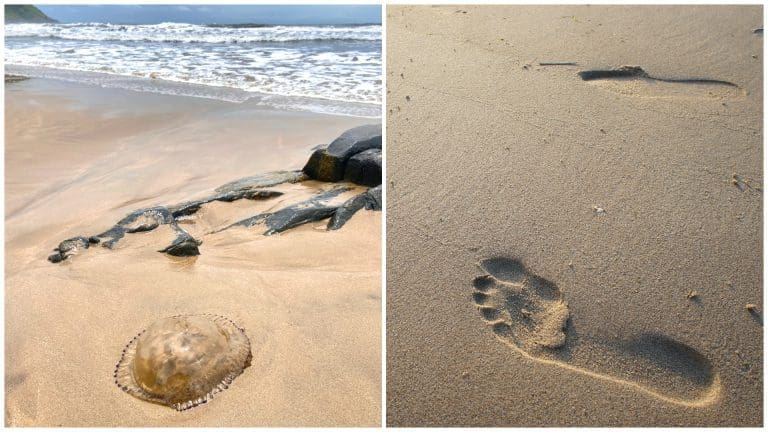 Jellyfish Season Survival Guide: How to Handle a Jellyfish Sting