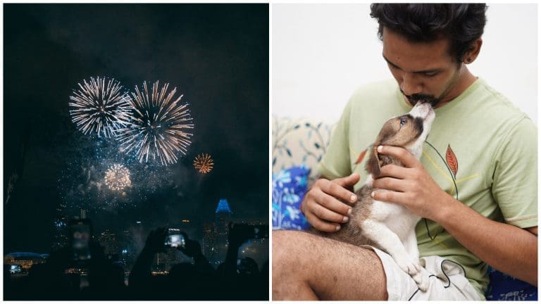 Firework Anxiety in Pets: Tips for a Stress-Free Celebration