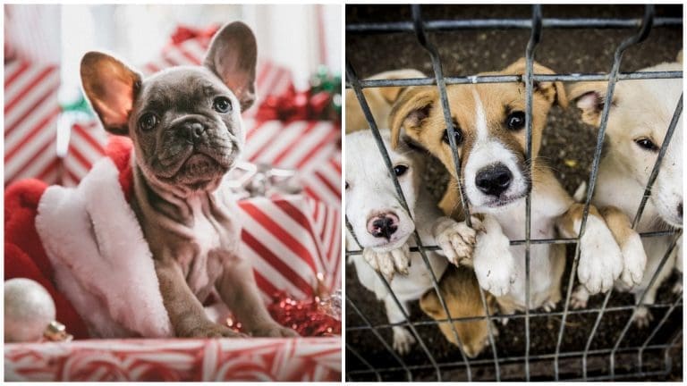 Pets Are A Lifelong Commitment, Not a Christmas Present