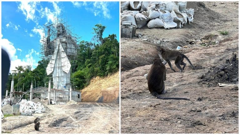 Between Spirituality and Conservation: Monkeys in Divine Mercy Construction
