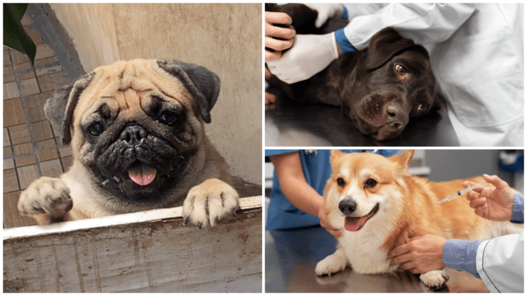 Paws for Parvo: Protecting our Pets by Awareness & Action