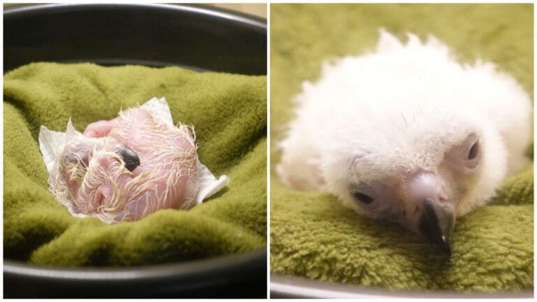 The Newest Philippine Eagle Chick Has Hatched Via Artificial Insemination!