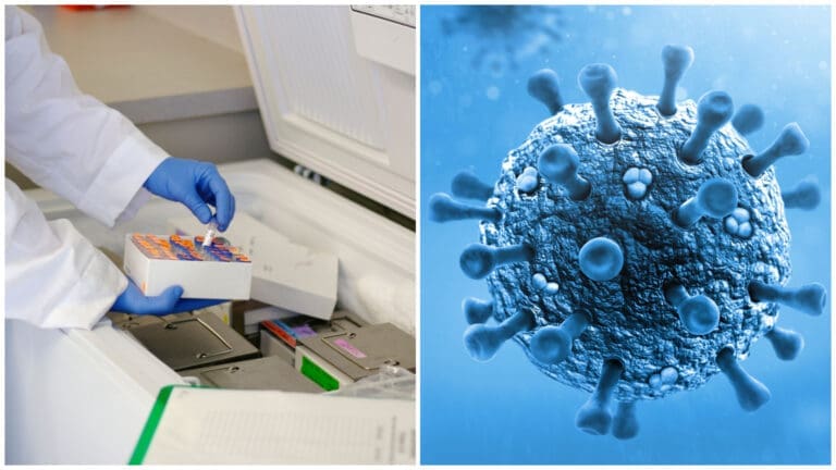 Around 100 Live Hendra Virus, Lyssavirus, & Hantavirus Vials Went Missing from An Australian Lab