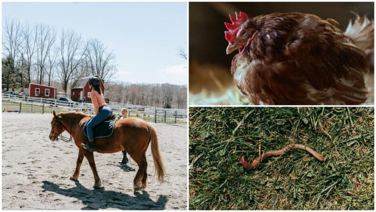 Animal-Inspired Bisaya Terms