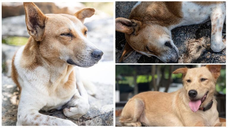 Cebu Rabies Update: How to Prevent, Cebu Statistics, and Philippine Statistics 