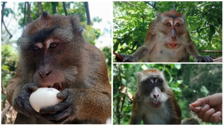 Swinging Through Nature: The Philippine Long-Tailed Macaques of Oslob