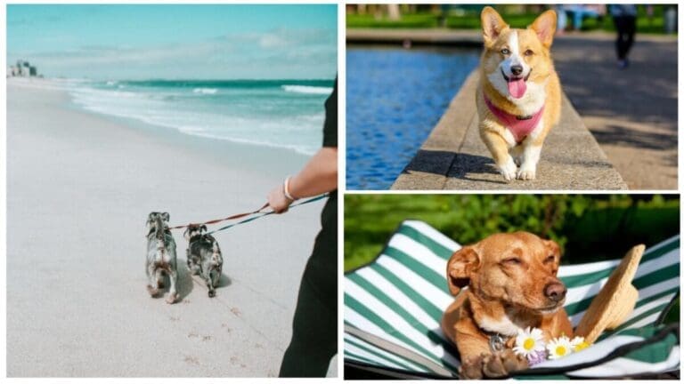 Fur Babies First: Vacation Tips for Caring Pet Parents Fur Babies First: Vacation Tips for Caring Pet Parents