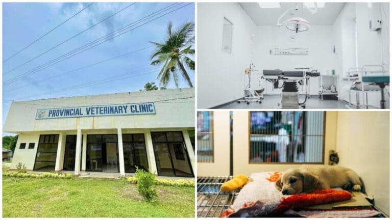 Public And Affordable Veterinaries Around Cebu Public And Affordable Veterinaries Around Cebu