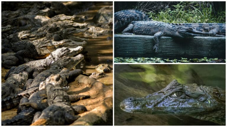 Crocodiles in Trees And Not in Mansions?