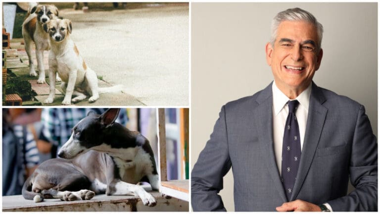 A Business Tycoon Warms Hearts with Gesture Toward Stray Dogs A Business Tycoon Warms Hearts with Gesture Toward Stray Dogs